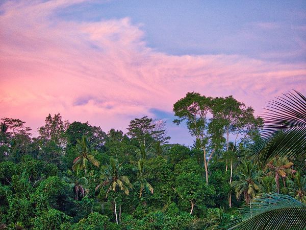 Eggers, Terry 아티스트의 Indonesia-Bali-Ubud-Sunrise in the rainforest작품입니다.